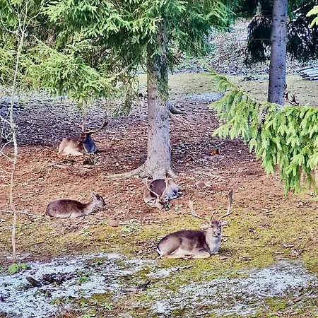 Artflora Kv Premium Karlovy Vary