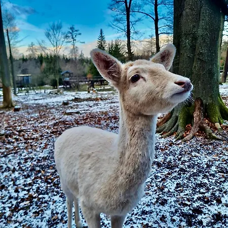 Lägenhet Artflora Kv Premium